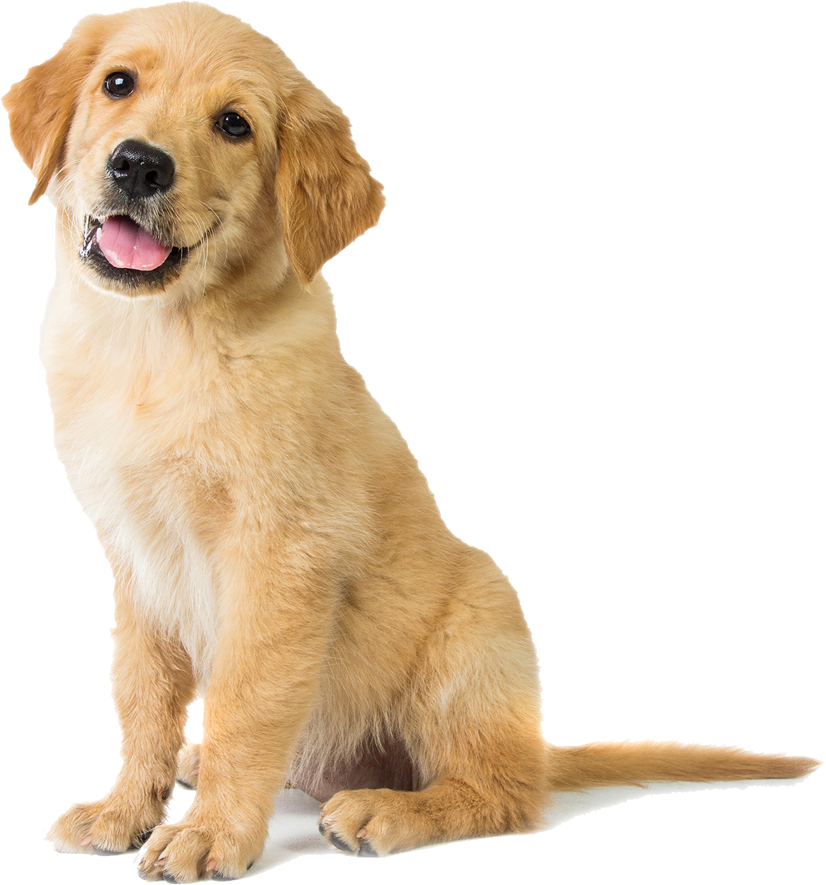 Dog food for Golden Retrievers - 3 KG