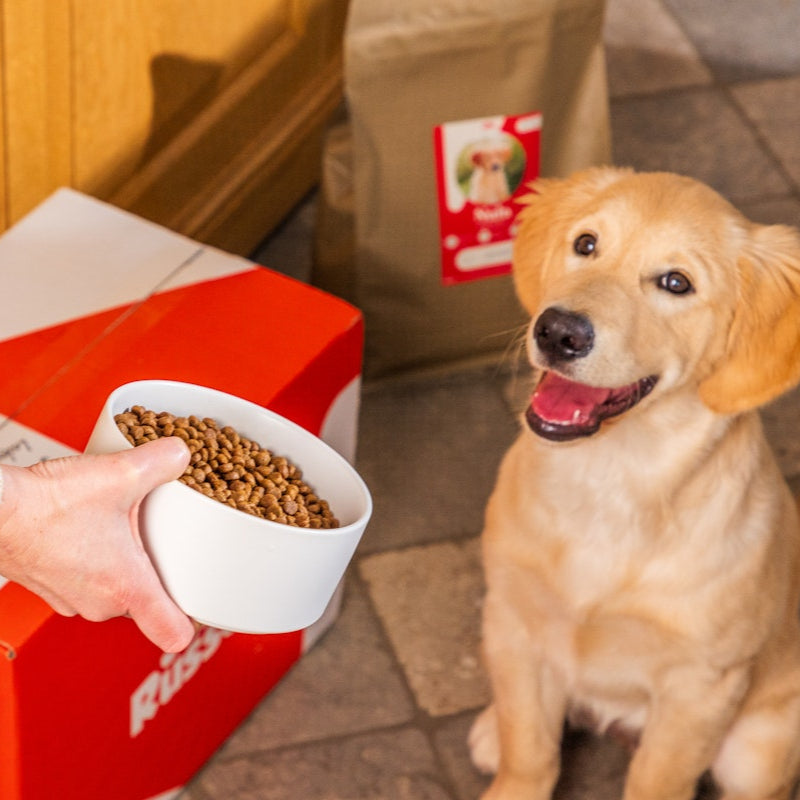 Dog sitting next to a box of Purina pet food with a bowl of kibble.